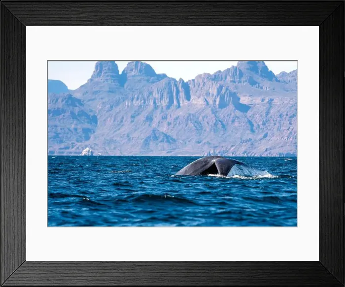 Framed Print : A blue whale in loreto bay baja california sur Framed Print : A blue whale in loreto bay baja california sur