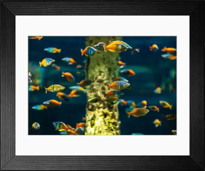 Framed Print : Tropical marine fish in natural habitat Framed Print : Tropical marine fish in natural habitat