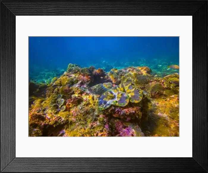 Framed Print : Many brown colorful tridacna clams and sea urchins on the coral reef underwater tropical exotic world Framed Print : Many brown colorful tridacna clams and sea urchins on the coral reef underwater tropical exotic world