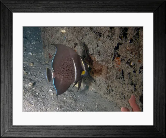 Framed Print : A Gray Angelfish (Pomacanthus arcuatus) in the sub-adult phase in Florida, USA Framed Print : A Gray Angelfish (Pomacanthus arcuatus) in the sub-adult phase in Florida, USA