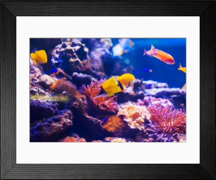 Framed Print : Tropical marine fish on a coral reef. Oceanarium, wildlife, colorful underwater world, aquarium Framed Print : Tropical marine fish on a coral reef. Oceanarium, wildlife, colorful underwater world, aquarium