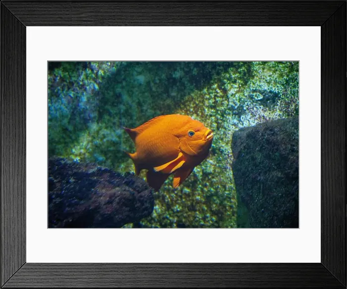 Framed Print : Garibaldi damselfish (Hypsypops rubicundus) is a species of bright orange fish in the damselfish family Framed Print : Garibaldi damselfish (Hypsypops rubicundus) is a species of bright orange fish in the damselfish family