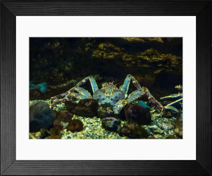 Framed Print : Sea crab in its natural habitat. Oceanarium, wildlife, colorful underwater world, natural background Framed Print : Sea crab in its natural habitat. Oceanarium, wildlife, colorful underwater world, natural background