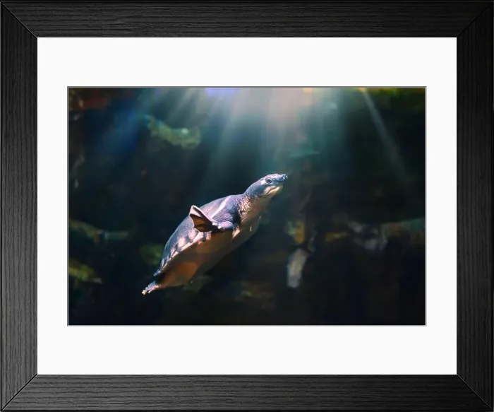 Framed Print : Sea turtle in its natural habitat. Oceanarium, wildlife, colorful underwater world, natural background Framed Print : Sea turtle in its natural habitat. Oceanarium, wildlife, colorful underwater world, natural background