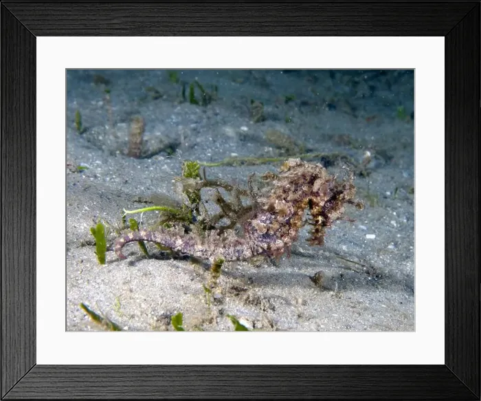 Framed Print : A Long-snouted Seahorse (Hippocampus guttulatus) in Florida, USA Framed Print : A Long-snouted Seahorse (Hippocampus guttulatus) in Florida, USA
