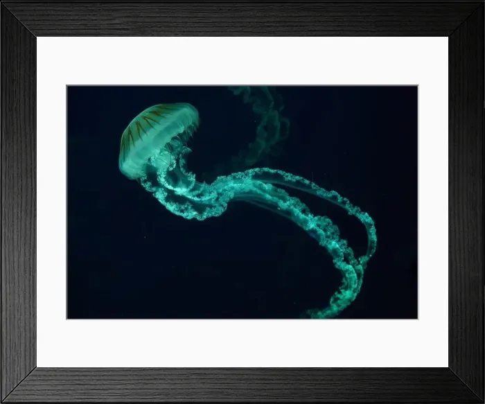 Framed Print : Jellifish South american sea nettle Framed Print : Jellifish South american sea nettle