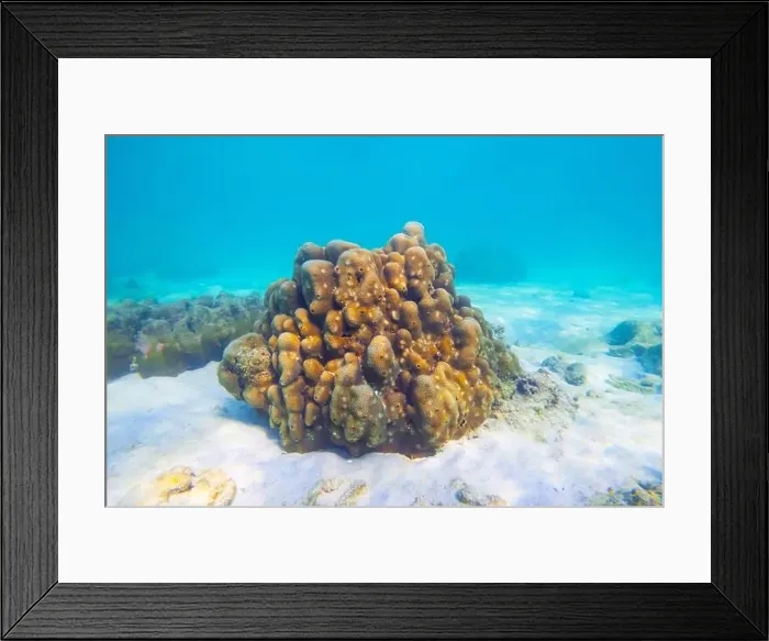 Framed Print : Vibrant underwater landscape showcasing a prominent brain coral with a fish hiding underneath amidst other marine life Framed Print : Vibrant underwater landscape showcasing a prominent brain coral with a fish hiding underneath amidst other marine life