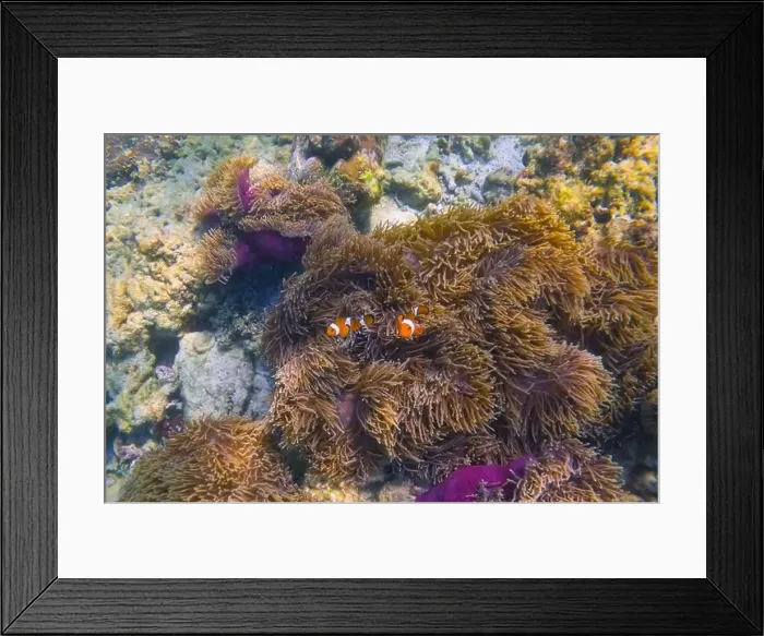 Framed Print : Clown fish Amphiprion ocellaris swim black fish in polyps poisonous dangerous anemones in symbiotic neighborhood Framed Print : Clown fish Amphiprion ocellaris swim black fish in polyps poisonous dangerous anemones in symbiotic neighborhood