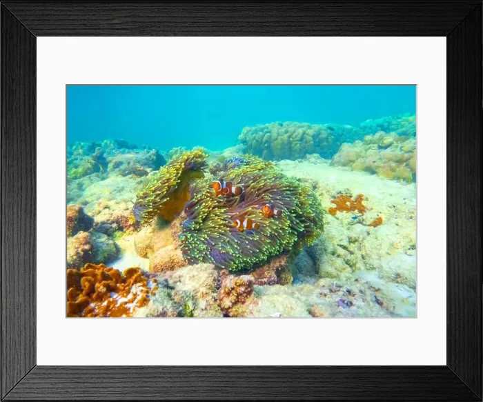 Framed Print : Three Clown fish Amphiprion ocellaris swim fish in polyps poisonous dangerous anemones in symbiotic neighborhood Framed Print : Three Clown fish Amphiprion ocellaris swim fish in polyps poisonous dangerous anemones in symbiotic neighborhood