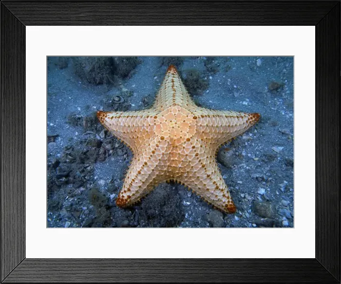 Framed Print : A Red Cushion Sea Star (Oreaster reticulatus) in Florida, USA Framed Print : A Red Cushion Sea Star (Oreaster reticulatus) in Florida, USA