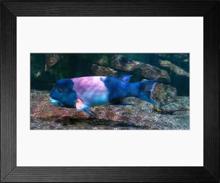 Framed Print : California hogfish also called California sheephead (Semicossyphus pulcher). Native to the eastern Pacific Ocean Framed Print : California hogfish also called California sheephead (Semicossyphus pulcher). Native to the eastern Pacific Ocean