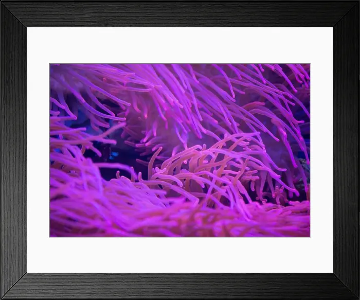 Framed Print : red sea anemones on the rocks, aquarium
