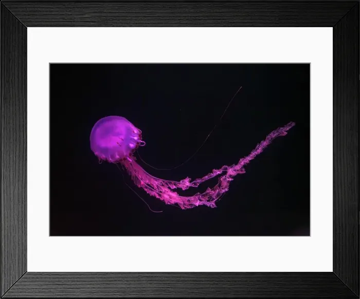 Framed Print : Purple-striped Jellyfish, Chrysaora colorata swimming in dark water of aquarium tank illuminated with pink neon light Framed Print : Purple-striped Jellyfish, Chrysaora colorata swimming in dark water of aquarium tank illuminated with pink neon light