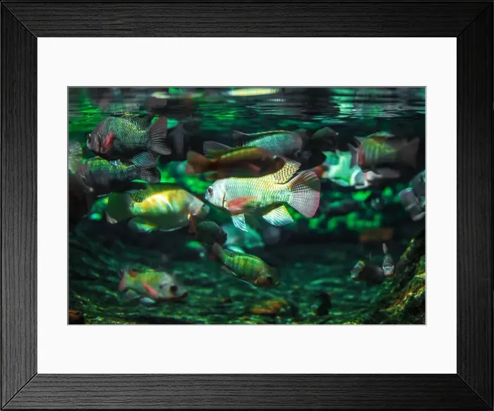 Framed Print : Tropical marine fish in natural habitat. Oceanarium, wildlife, colorful underwater world, aquarium Framed Print : Tropical marine fish in natural habitat. Oceanarium, wildlife, colorful underwater world, aquarium