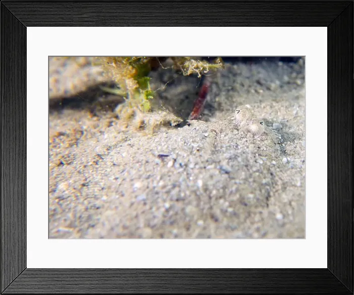 Framed Print : An Eyed Flounder (Bothus ocellatus) in Florida, USA Framed Print : An Eyed Flounder (Bothus ocellatus) in Florida, USA