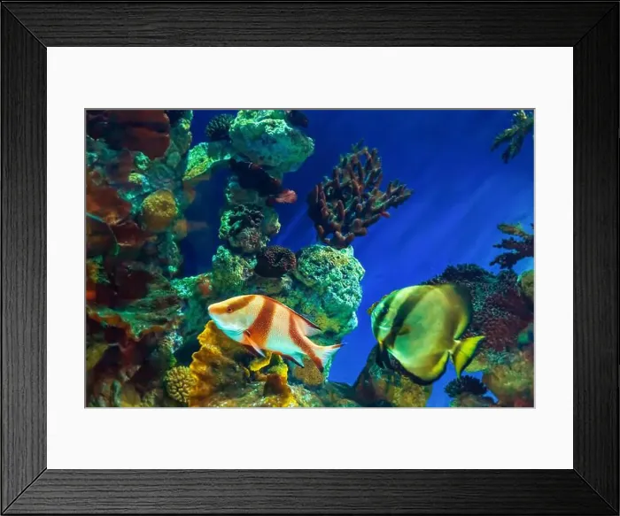 Framed Print : Tropical marine fish on a coral reef Framed Print : Tropical marine fish on a coral reef