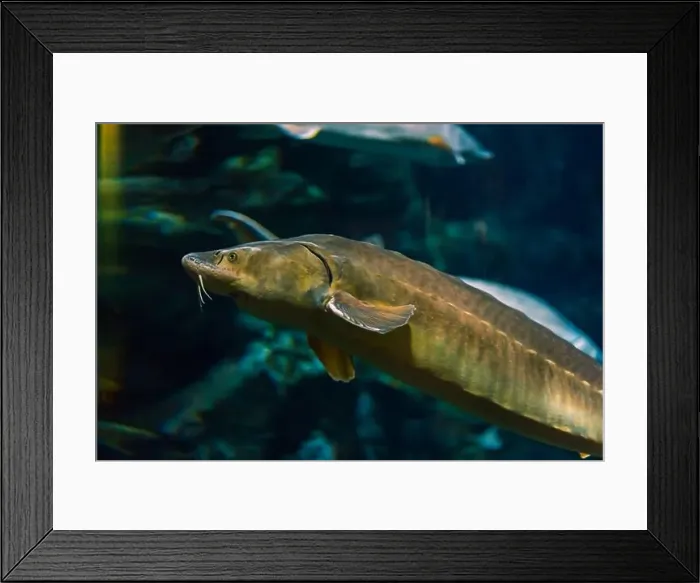 Framed Print : Sturgeon fish in its natural habitat. Oceanarium, wildlife, colorful underwater world, aquarium Framed Print : Sturgeon fish in its natural habitat. Oceanarium, wildlife, colorful underwater world, aquarium