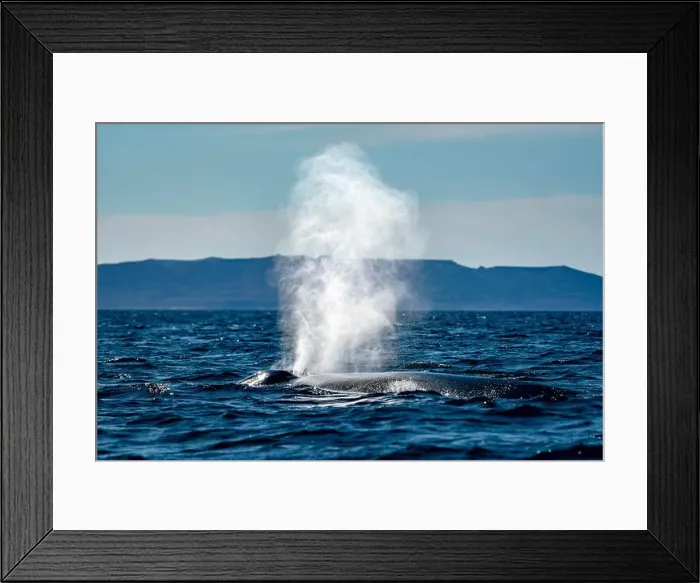 Framed Print : A blue whale in loreto bay baja california sur Framed Print : A blue whale in loreto bay baja california sur