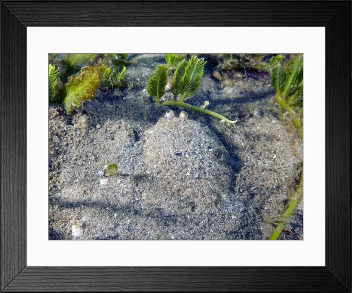 Framed Print : An Eyed Flounder (Bothus ocellatus) in Florida, USA Framed Print : An Eyed Flounder (Bothus ocellatus) in Florida, USA
