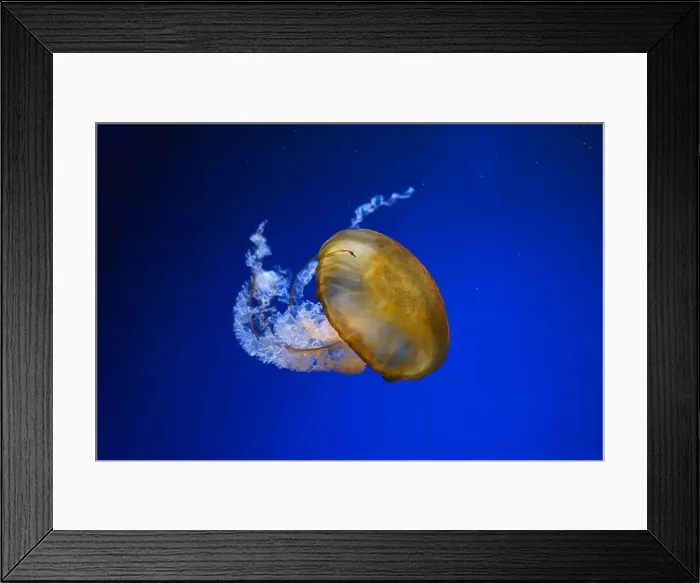 Framed Print : Pacific sea nettle, Orange jellyfish or Chrysaora fuscescens swimming in blue water of aquarium tank Framed Print : Pacific sea nettle, Orange jellyfish or Chrysaora fuscescens swimming in blue water of aquarium tank