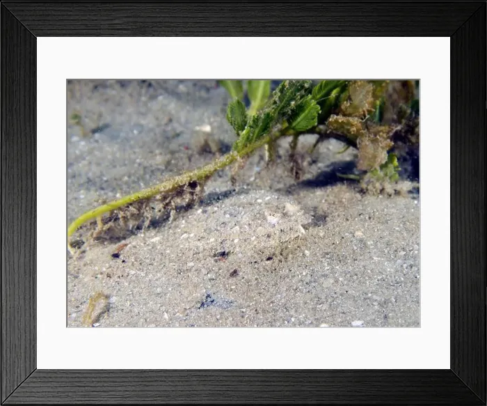 Framed Print : An Eyed Flounder (Bothus ocellatus) in Florida, USA Framed Print : An Eyed Flounder (Bothus ocellatus) in Florida, USA