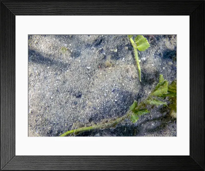 Framed Print : An Eyed Flounder (Bothus ocellatus) in Florida, USA Framed Print : An Eyed Flounder (Bothus ocellatus) in Florida, USA