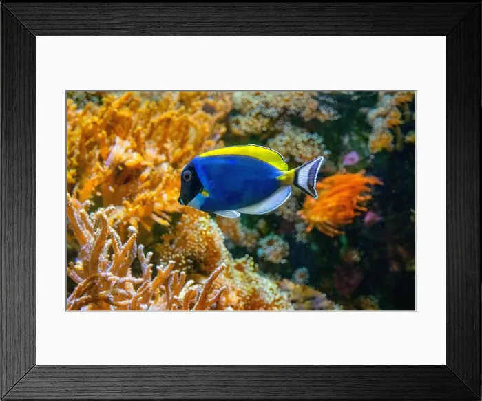 Framed Print : Acanthurus leucosternon, commonly known as the blue surgeonfish Framed Print : Acanthurus leucosternon, commonly known as the blue surgeonfish
