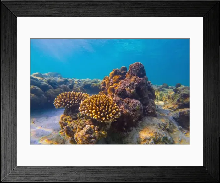 Framed Print : Vibrant underwater landscape showcasing a prominent coral with a fish hiding underneath amidst other marine life Framed Print : Vibrant underwater landscape showcasing a prominent coral with a fish hiding underneath amidst other marine life
