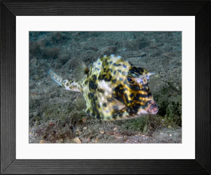 Framed Print : A Scrawled Cowfish (Acanthostracion quadricornis) in Florida, USA Framed Print : A Scrawled Cowfish (Acanthostracion quadricornis) in Florida, USA