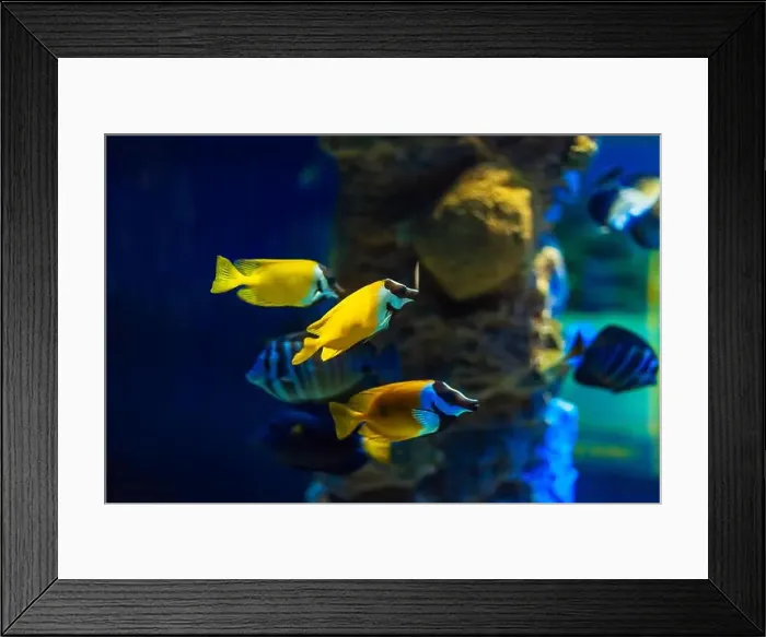 Framed Print : Tropical marine fish on a coral reef Framed Print : Tropical marine fish on a coral reef