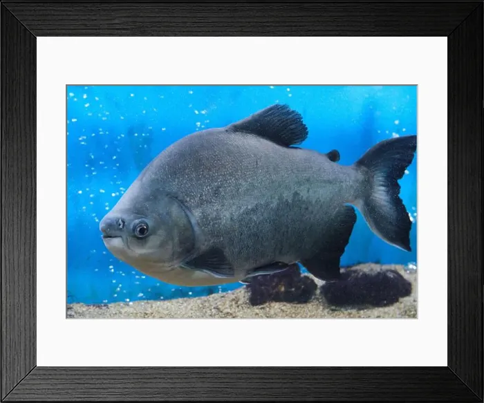 Framed Print : Black paku, piranha fish aquarium blue background Framed Print : Black paku, piranha fish aquarium blue background