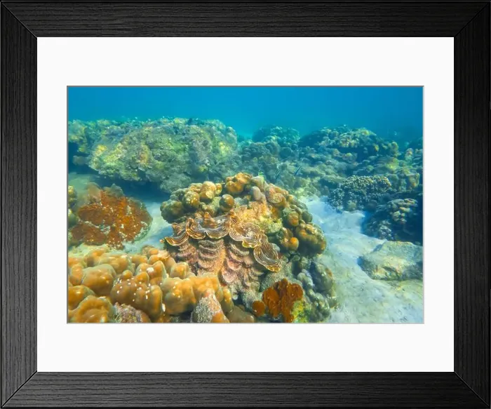 Framed Print : Huge striped brown colorful tridacna clams and sea urchins on the coral reef underwater tropical exotic world Framed Print : Huge striped brown colorful tridacna clams and sea urchins on the coral reef underwater tropical exotic world