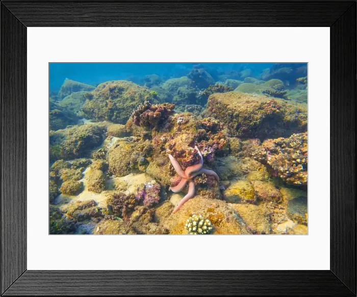 Framed Print : Pink seastar Linkia laevigata clings to a diverse coral reef Framed Print : Pink seastar Linkia laevigata clings to a diverse coral reef