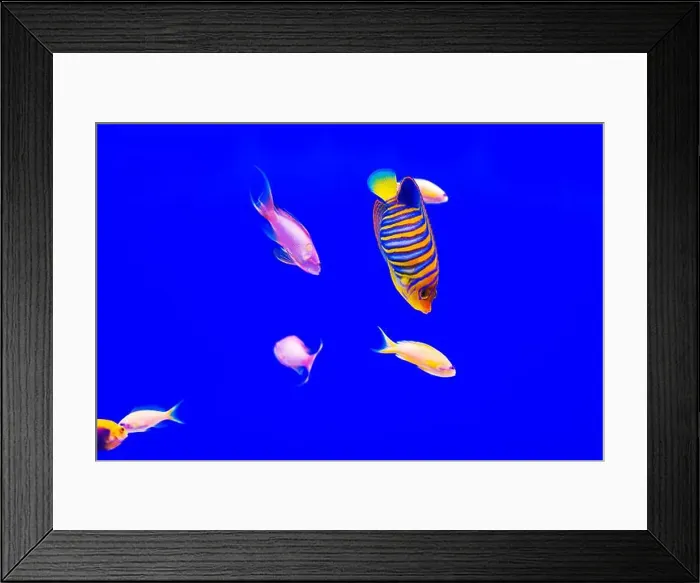 Framed Print : Tropical marine fish on a coral reef. Oceanarium, wildlife, colorful underwater world, aquarium Framed Print : Tropical marine fish on a coral reef. Oceanarium, wildlife, colorful underwater world, aquarium