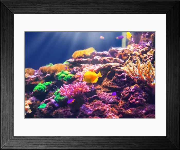 Framed Print : Tropical marine fish on a coral reef Framed Print : Tropical marine fish on a coral reef
