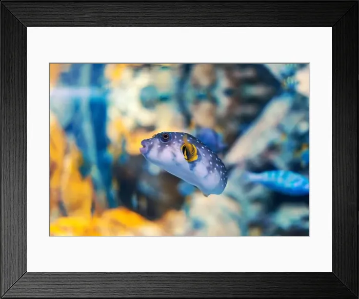 Framed Print : Tropical marine fish in natural habitat. Oceanarium, wildlife, colorful underwater world, aquarium Framed Print : Tropical marine fish in natural habitat. Oceanarium, wildlife, colorful underwater world, aquarium
