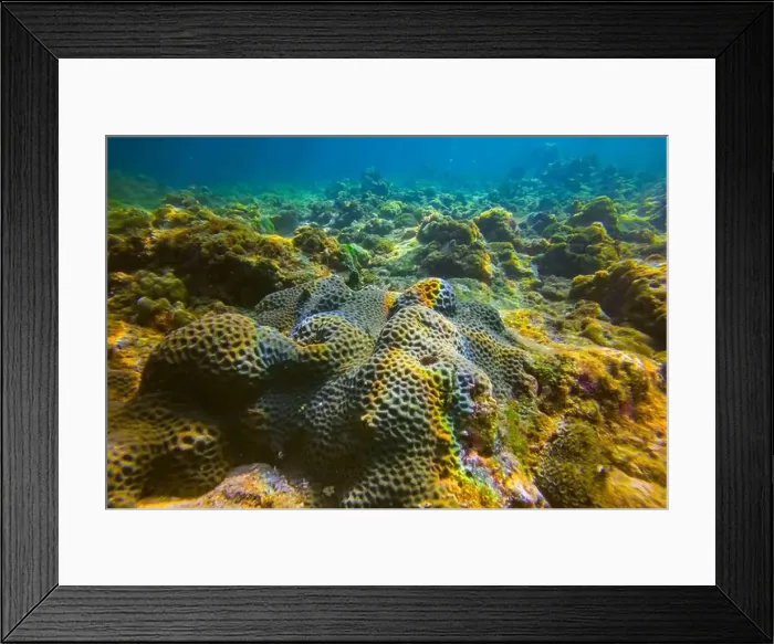 Framed Print : Vibrant underwater landscape showcasing a prominent brain coral with a fish hiding underneath amidst other marine life Framed Print : Vibrant underwater landscape showcasing a prominent brain coral with a fish hiding underneath amidst other marine life