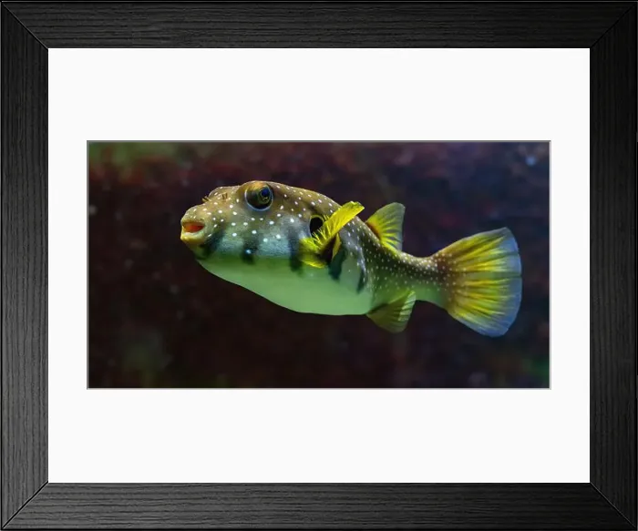 Framed Print : White-spotted puffer, Whitespotted blaasop or Stripedbelly blowfish (Arothron hispidus) Framed Print : White-spotted puffer, Whitespotted blaasop or Stripedbelly blowfish (Arothron hispidus)
