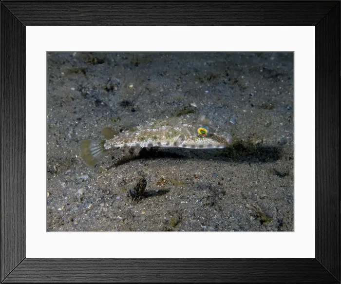 Framed Print : A Bandtail Puffer (Sphoeroides spengleri) in Florida, USA Framed Print : A Bandtail Puffer (Sphoeroides spengleri) in Florida, USA