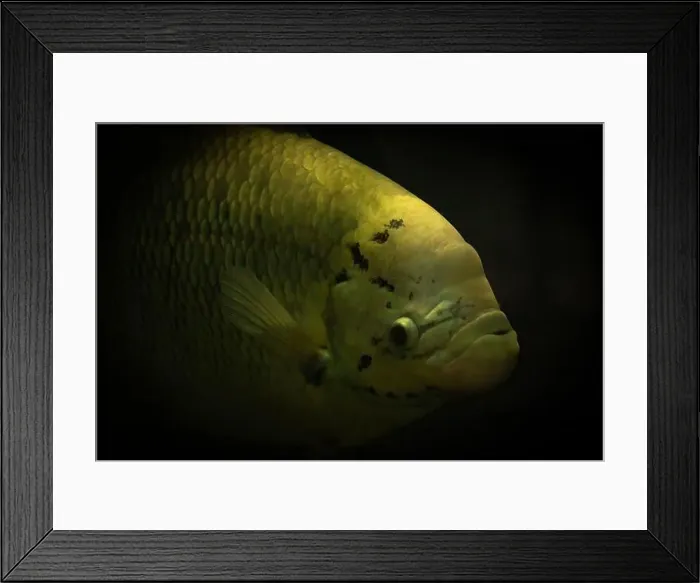 Framed Print : Gourami in the freshwater aquarium. Ornamental big fish in public aquarium Framed Print : Gourami in the freshwater aquarium. Ornamental big fish in public aquarium