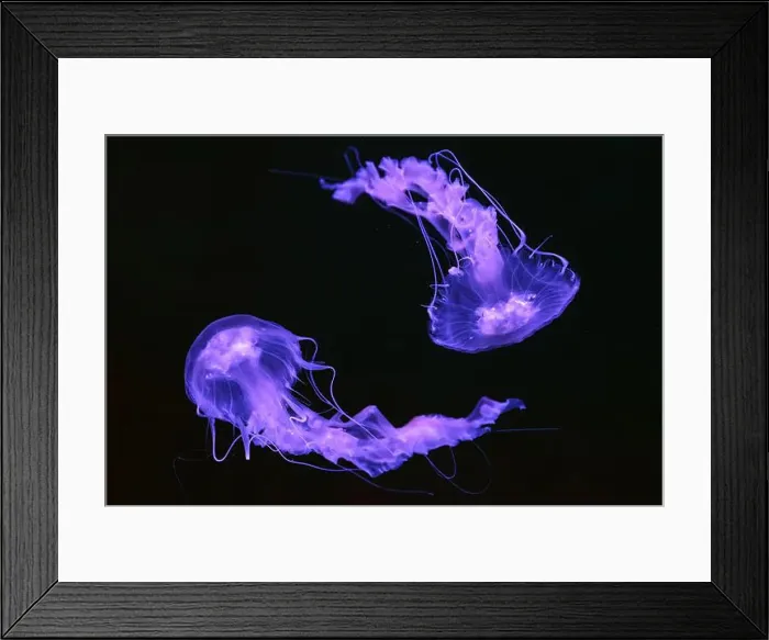 Framed Print : Group of Black sea nettle, Chrysaora achlyos swimming in dark water of aquarium tank with purple neon light Framed Print : Group of Black sea nettle, Chrysaora achlyos swimming in dark water of aquarium tank with purple neon light