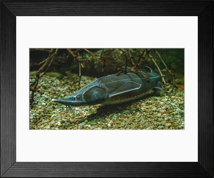 Framed Print : Sterlet (Acipenser ruthenus), Baden-Wuerttemberg, Germany, Europe Framed Print : Sterlet (Acipenser ruthenus), Baden-Wuerttemberg, Germany, Europe