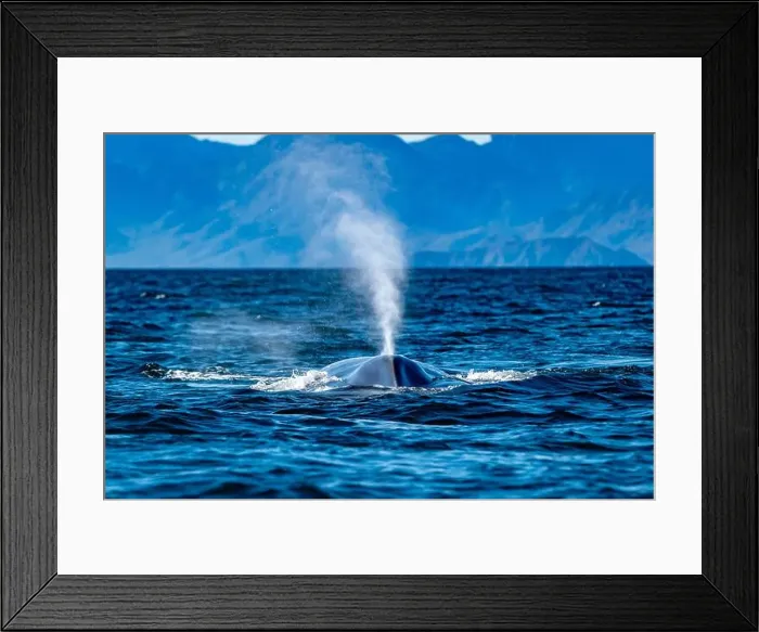 Framed Print : A blue whale in loreto bay baja california sur Framed Print : A blue whale in loreto bay baja california sur