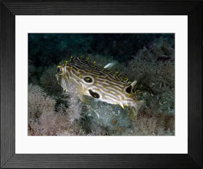 Framed Print : A Striped Burrfish (Chilomycterus schoepfi) in Florida, USA Framed Print : A Striped Burrfish (Chilomycterus schoepfi) in Florida, USA