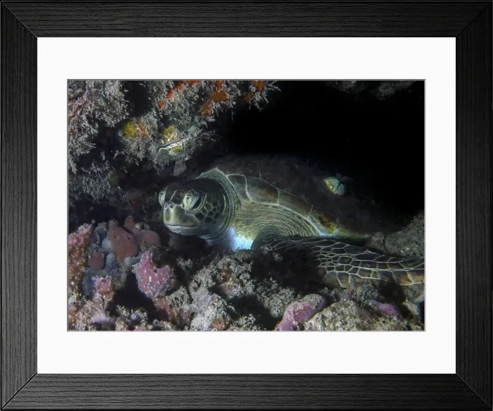 Framed Print : A Green Sea Turtle (Chelonia mydas) in Florida, USA Framed Print : A Green Sea Turtle (Chelonia mydas) in Florida, USA