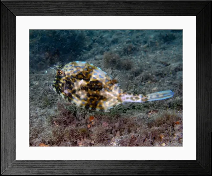 Framed Print : A Scrawled Cowfish (Acanthostracion quadricornis) in Florida, USA Framed Print : A Scrawled Cowfish (Acanthostracion quadricornis) in Florida, USA