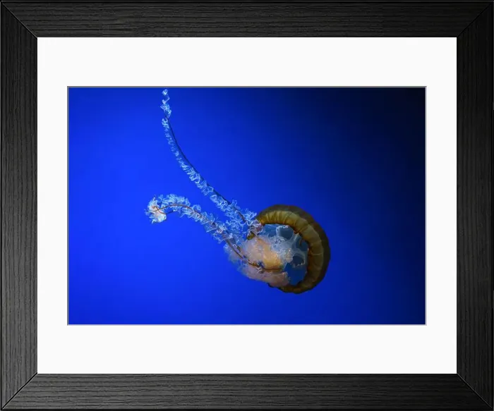 Framed Print : Pacific sea nettle, Orange jellyfish or Chrysaora fuscescens swimming in blue water of aquarium tank Framed Print : Pacific sea nettle, Orange jellyfish or Chrysaora fuscescens swimming in blue water of aquarium tank