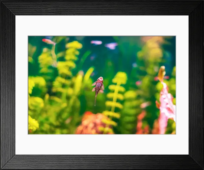 Framed Print : Tropical marine fish stuck in natural habitat Framed Print : Tropical marine fish stuck in natural habitat