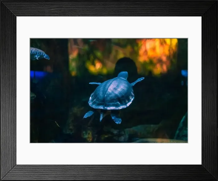 Framed Print : Sea turtle in its natural habitat. Oceanarium, wildlife, colorful underwater world, natural background Framed Print : Sea turtle in its natural habitat. Oceanarium, wildlife, colorful underwater world, natural background