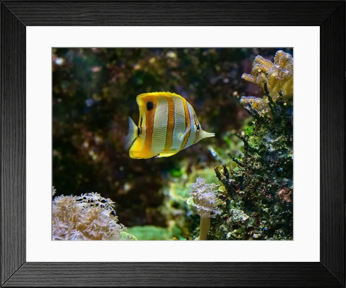 Framed Print : The copperband butterflyfish (Chelmon rostratus)